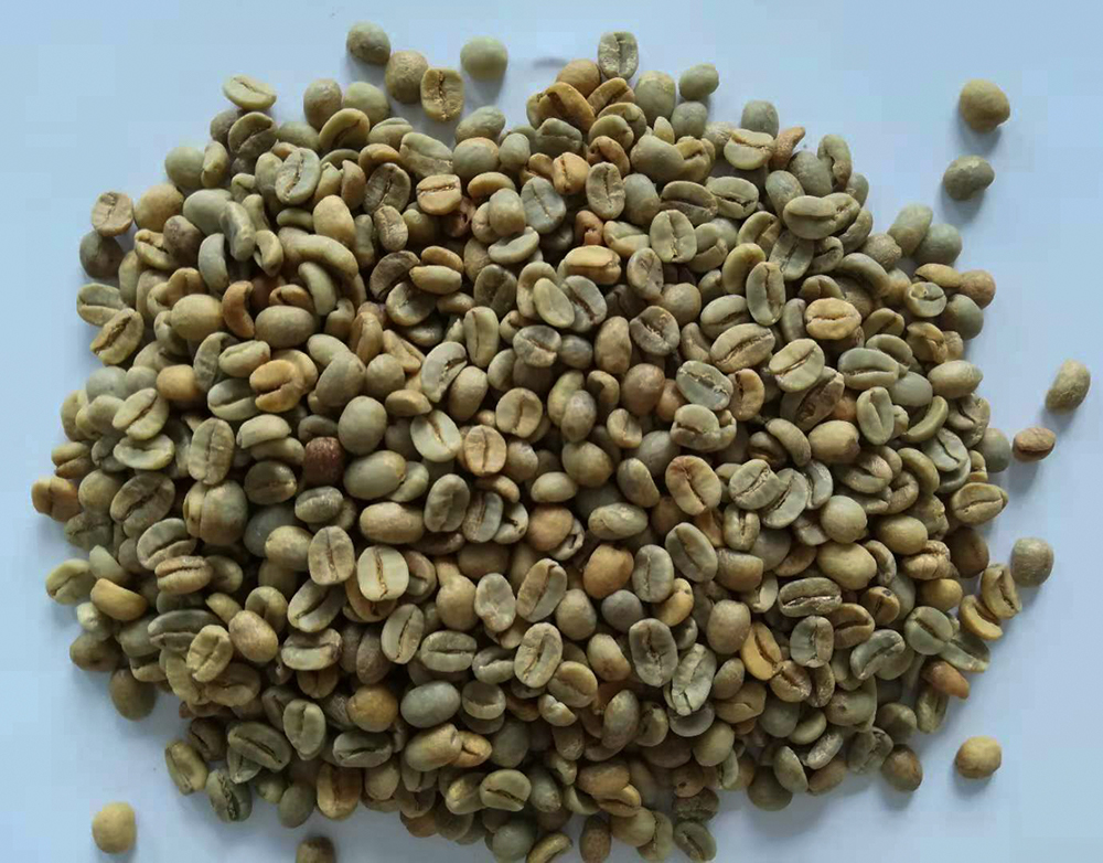 墨西哥 瑰夏 黃蜜處理 生豆圖.jpg